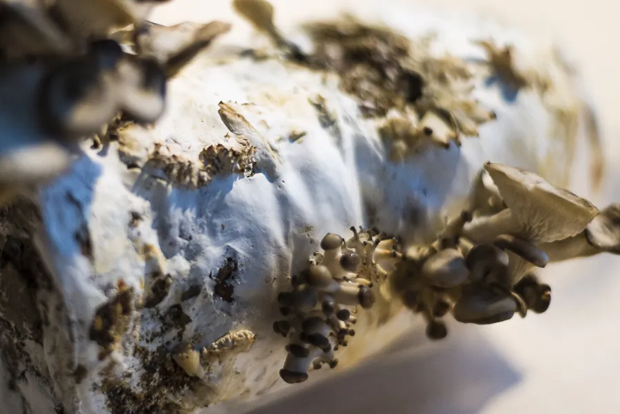 Salone del Mobile "Patterns"