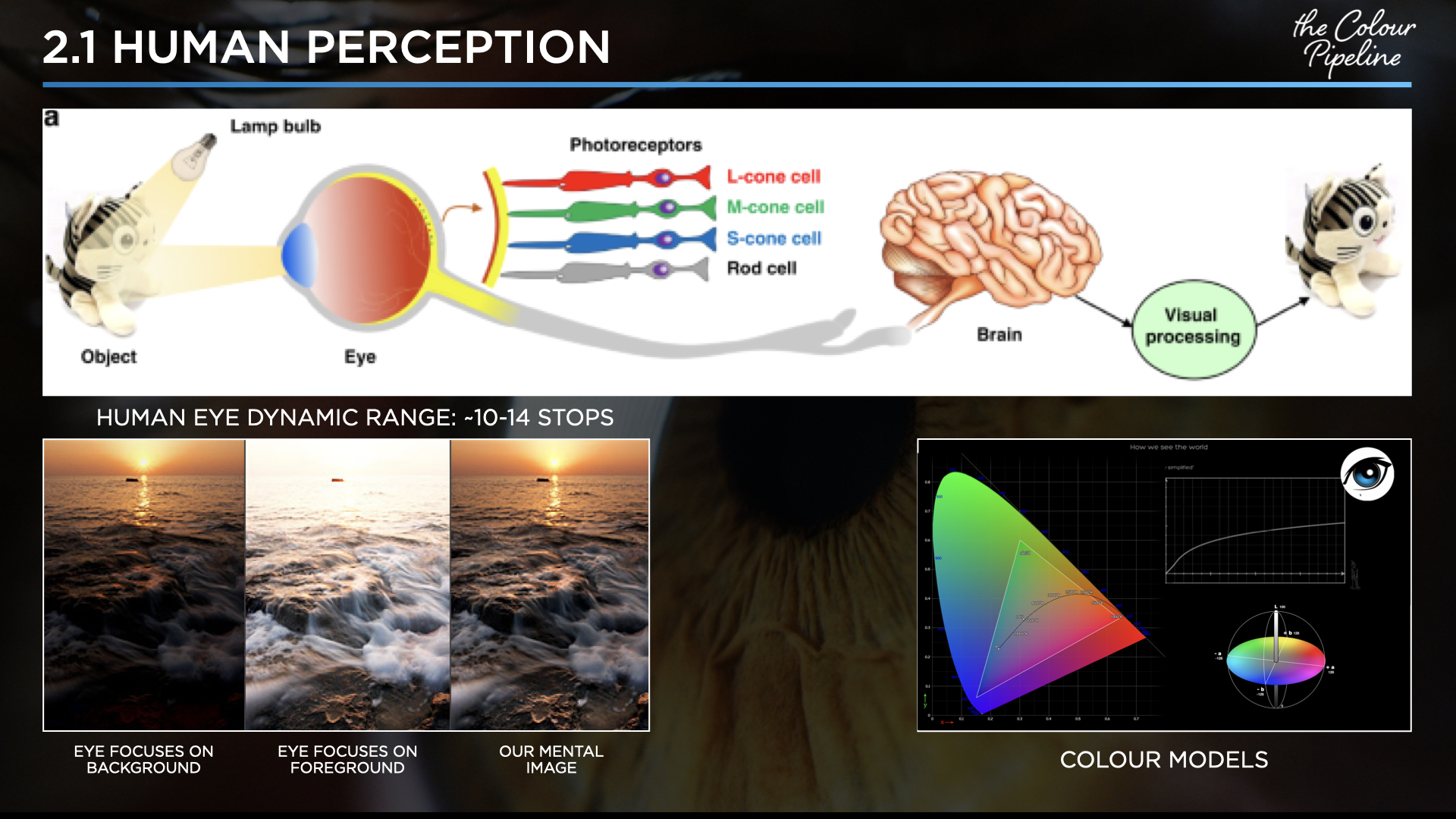 Slide 12 - Human visual adaptation